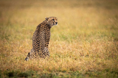 Cheetah sitting on field in zoo