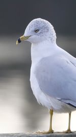 Close-up of seagull perching on water