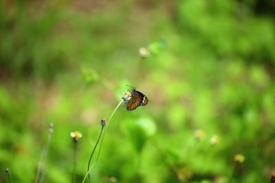 Close-up of butterfly on plant