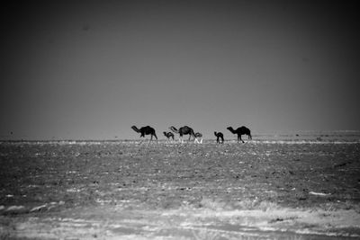 Group of horses on the beach