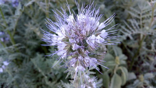 Close-up of purple flowering plant on field
