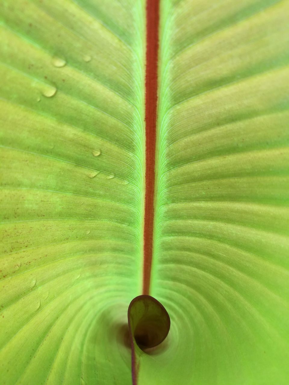 FULL FRAME SHOT OF GREEN LEAF WITH WATER DROPS