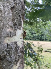 Close-up of butterfly on tree trunk