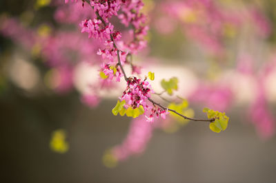 Close-up of pink flowers