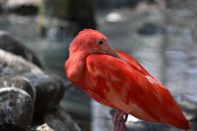 Close-up of bird perching on red water