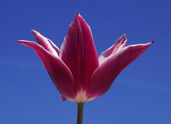 Close-up of pink flower against blue sky