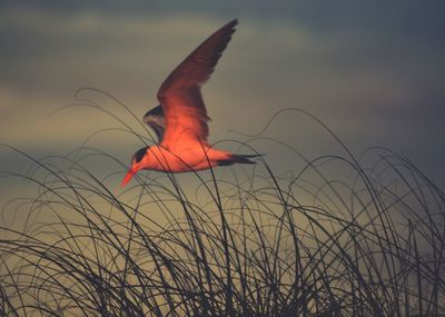 Close-up of red grass against sky during sunset