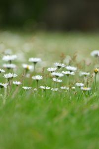 Close-up of purple flowering plants on field