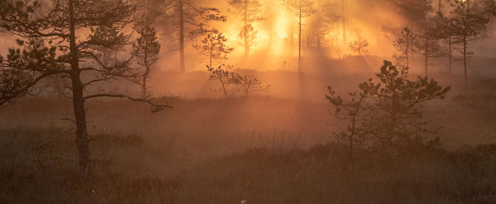 Scenic view of forest against sky during sunset