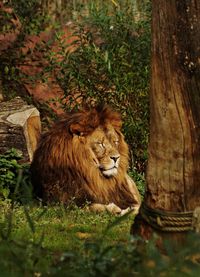 Animal relaxing on tree trunk