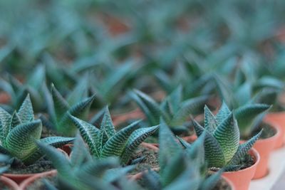 Close-up of succulent plant