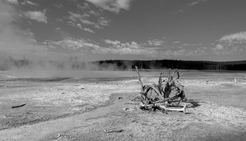 Driftwood on field against sky