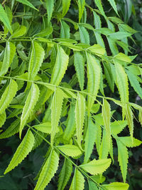 Close-up of fern leaves