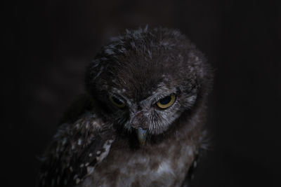 Close-up portrait of owl against black background