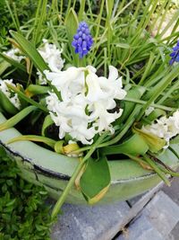 High angle view of white flowering plant