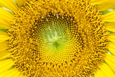 Close-up of sunflower