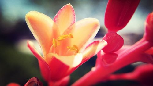 Close-up of pink flower