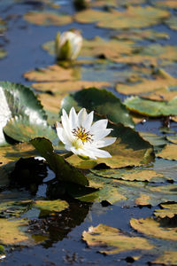 A single white water lilies blooming in a natural pond in pond of chhattisgarh, india.