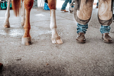Farrier with a horse.lower human and horse legs