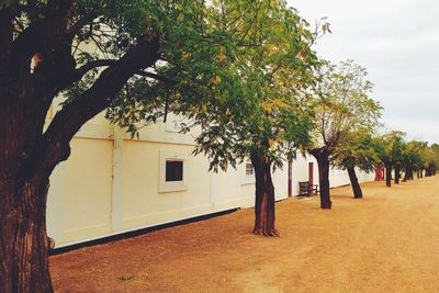 Trees growing against sky