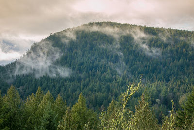 Scenic view of forest against sky