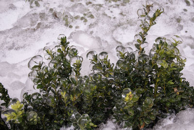 Scenic view of frozen plants