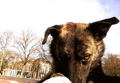 Close-up of horse against sky