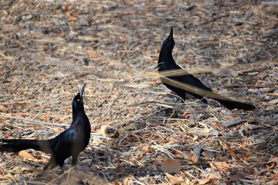 High angle view of birds on land