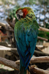 Close-up of a bird parrot macaw perching on wood