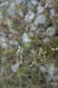 Close-up of spider on web