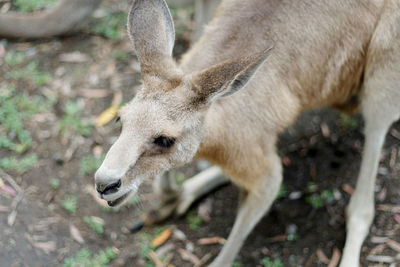 Baby wallaby