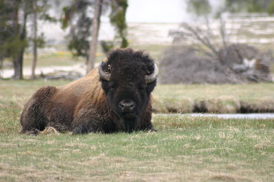 Portrait of lion in the field