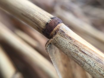 Close-up of rusty metal