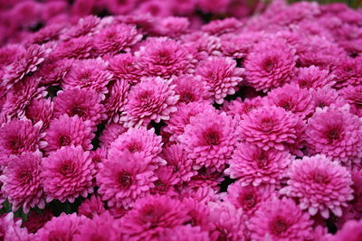 High angle view of pink flowering plants