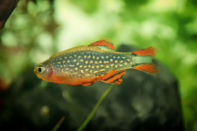 Close-up of fish swimming in sea