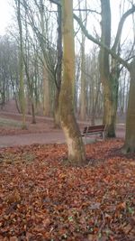 Trees growing in forest during autumn