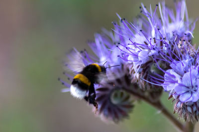 Close-up of bee pollinating on purple flower