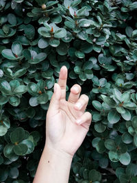 Cropped image of hand touching leaves