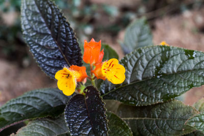 Close-up of yellow flowering plant leaves