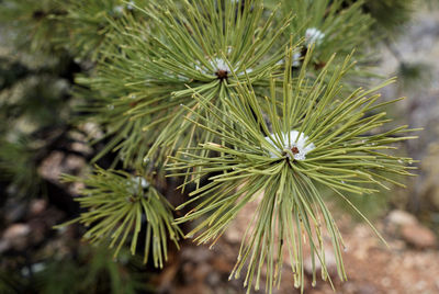 Close-up of flower