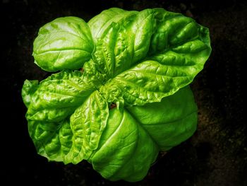 Close-up of green leaves against black background