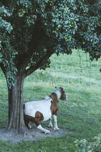 Side view of a dog on landscape