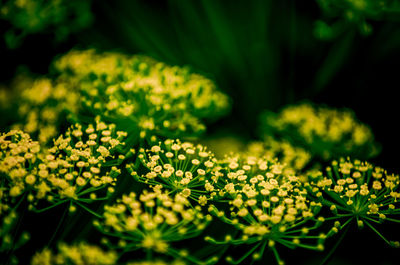 Close-up of flowering plant