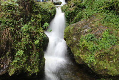 Scenic view of waterfall in forest