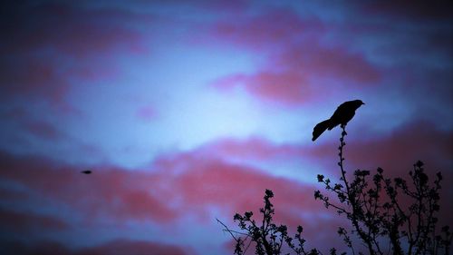 Low angle view of birds against sky