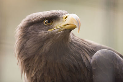 Close-up of a bird looking away