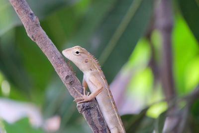 Close-up of a lizard on branch