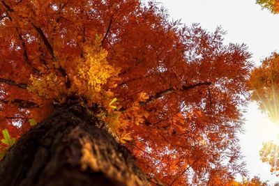 Low angle view of autumnal trees against clear sky