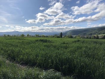 Scenic view of agricultural field against sky