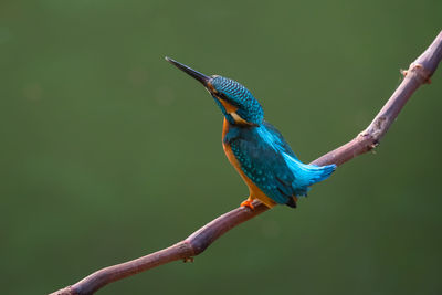 Close-up of bird perching on branch